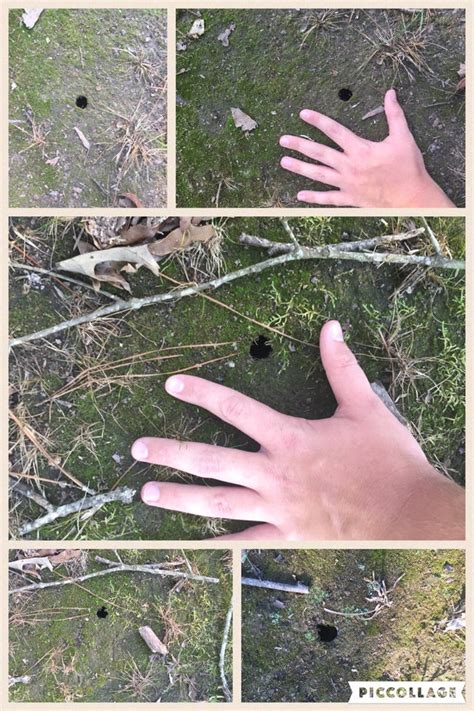 What Causes These Little Holes In My Yard I Used My Hand For Scale I