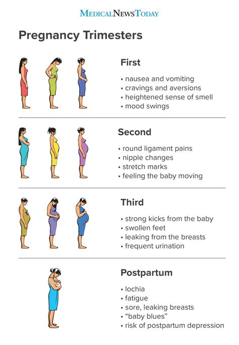Pregnancy Stages And Symptoms