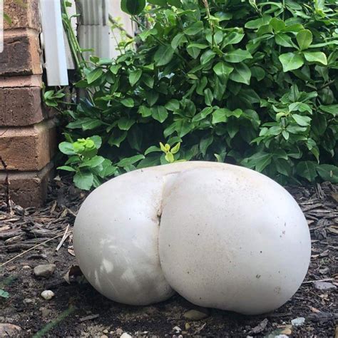 World S Greatest Gallery Of Mushrooms That Look Like Butts Stuffed