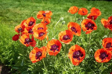 How To Care For An Oriental Poppy Plant Home Stratosphere