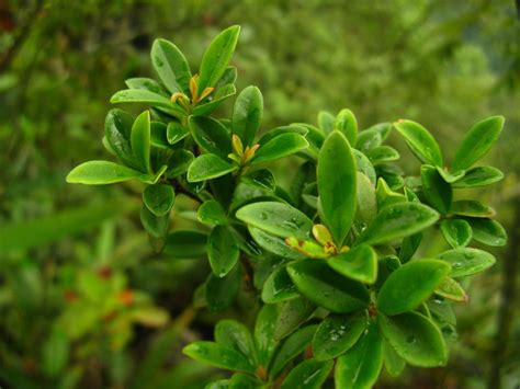 ツルマンリョウ Myrsine Stolonifera 花言葉，毒性，よくある質問 Picturethis