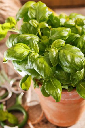 Maybe you would like to learn more about one of these? Pin auf Plants
