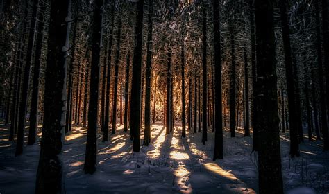 Hd Wallpaper Pine Tree Lot Dark Winter Sunlight Snow Trees