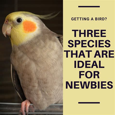 Types Of Pet Birds