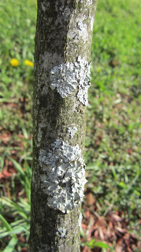 Avoid injuring the weeping cherry tree with gardening tools. Fungus Disease - Ask an Expert