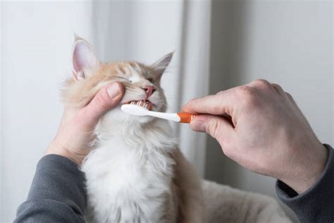 Cat Brushing Teeth Stock Photos Pictures And Royalty Free Images Istock