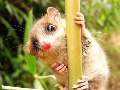 Jul 13, 2021 · the colocolo includes small wild cats that were previously recognized as three different species: The monito del monte (Spanish for "little monkey of the ...