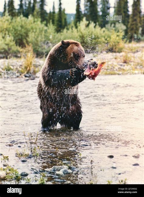 Wild Silvertip Grizzly Bear Salmon Fishing In Alaska Stock Photo Alamy