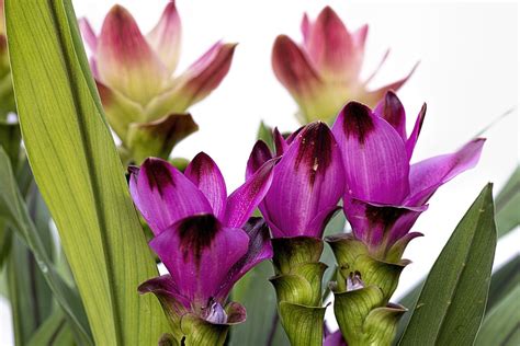 강황 식물 꽃들 블 Pixabay의 무료 사진