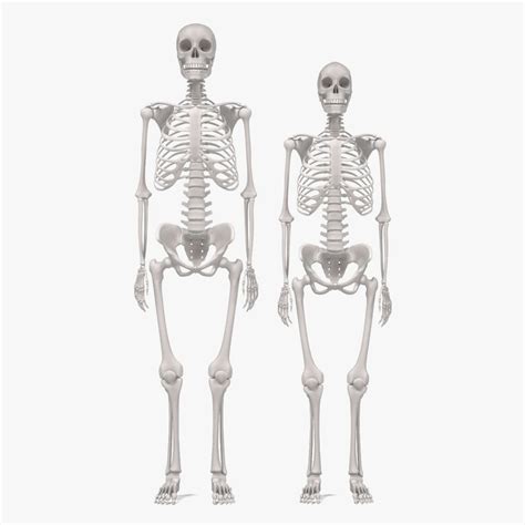 Male Female Skeletons 3d Blend