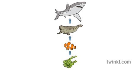 Rantai Makanan Laut Illustration Twinkl