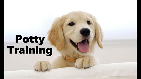 How To Potty Train A Golden Retriever Puppy Golden