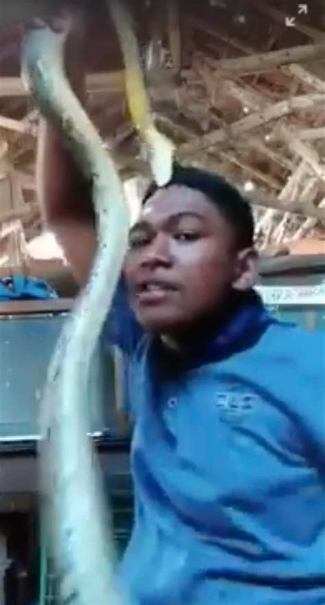 Snake Bites Idiot S Head After He Repeatedly Taunts It In Shocking