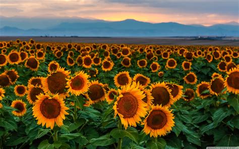Aesthetic Sunflower Field Wallpapers Wallpaper Cave