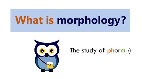 What Is Design Morphology Design Talk