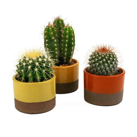 35 In Assorted Cactus Plant In Horizon Deco Pot 3 Pack 0881009 The