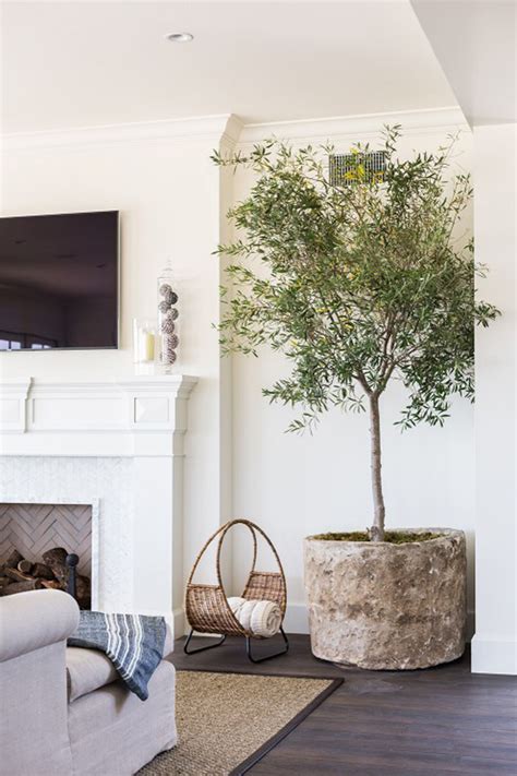 12 Lovely Indoor House Trees