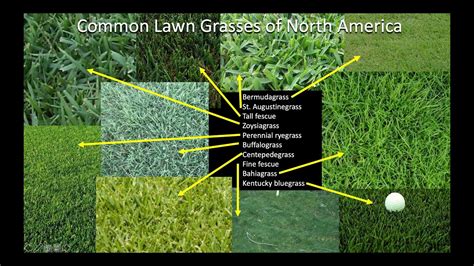 Which Grass Should I Plant On My Lawn Part 1 Introduction And