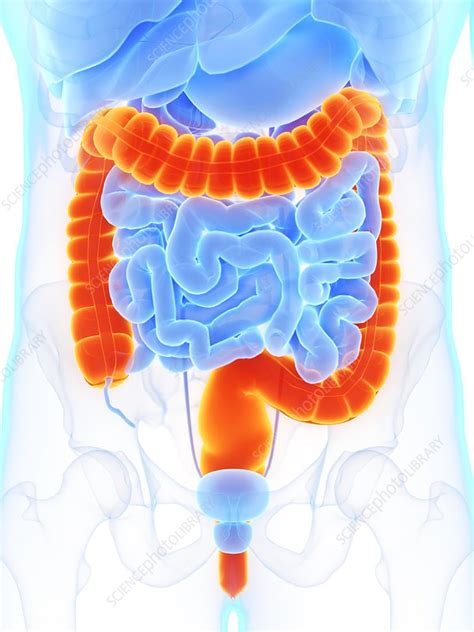 Large Intestine Illustration Stock Image F0271525 Science Photo