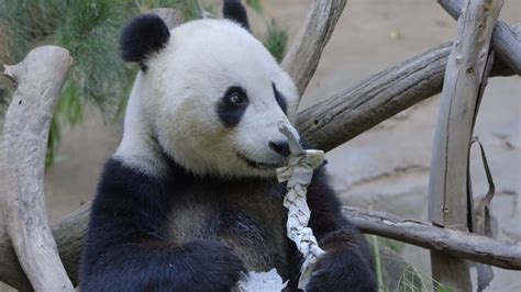 Giant Panda Celebrates Sixth Birthday At San Diego Zoo The Washington