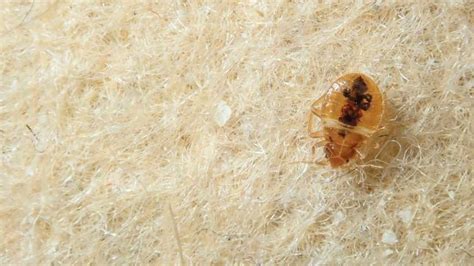 Bed Bug Eggs 5 Ways To Kill Them