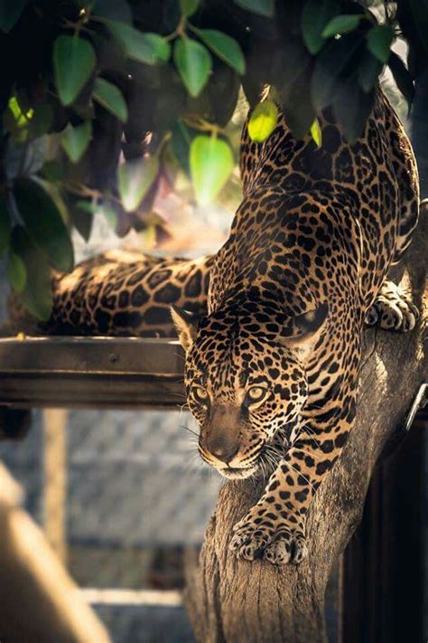 Pin By Jeannine Morgan On Big Cats Jaguar Animal Beautiful Cats