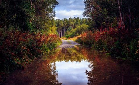 Nature Forest Road Trees Autumn Lake Pond Reflection Boat