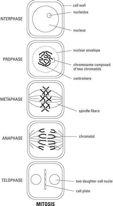 Mitosis is the normal type of cell division. Biology: Mitosis and Meiosis (Diagrams) - Helpline for ...