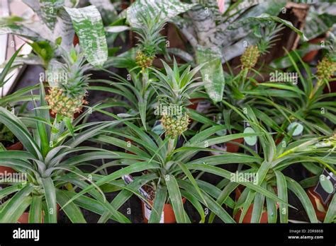 Ornamental Mini Pineapple Plant In A Plant Store Stock Photo Alamy