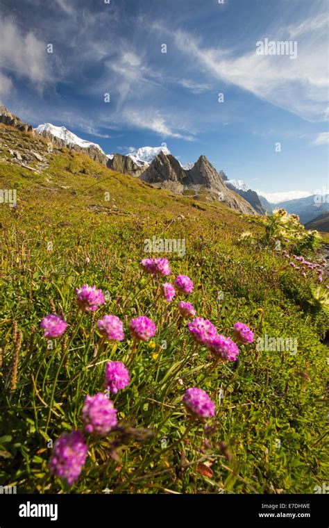 Wild Flowers Foreground Hi Res Stock Photography And Images Alamy