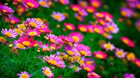 Most Beautiful Flowers Desktop Wallpapers Best Flower Site