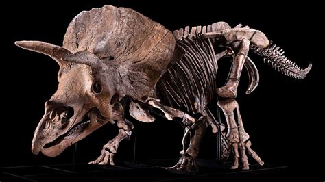 O Maior Fóssil De Triceratops Já Encontrado Está à Venda Olhar Digital