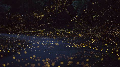 Long Exposure Photos Of Fireflies Lighting Up The Forest Night Tsuneaki Hiramatsu Long
