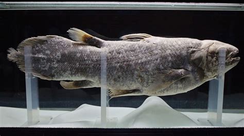 11 Fishy Facts About Coelacanths Mental Floss
