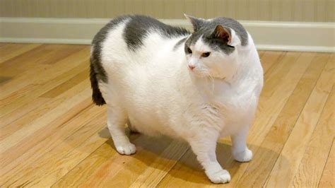 The Fat Cat Overweight Felines And What You Can Do Bothell Pet Hospital