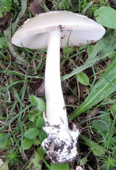 Need Help Identify The Species Identifying Mushrooms