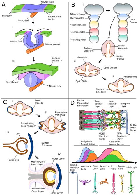 The Phases Of The Embryological Development Of The Eye A The First