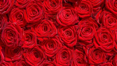 Red Rose Wallpaper Pictures
