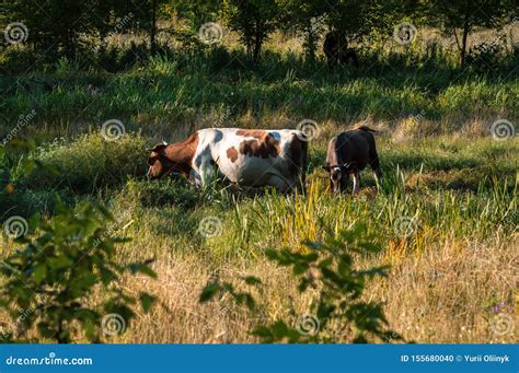Cows Graze In The Summer On The Field On A Sunny Day And Eat Green