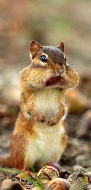 Squirrel With Its Cheeks Full Of Nuts Funny Animals Cute Animals