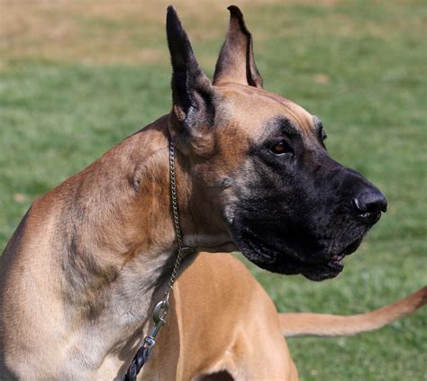 Why This Great Dane From California Won Best Of Breed At The