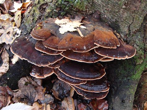 Wild Mushroom Foraging