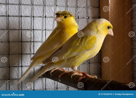 Yellow Canary In Aviary Stock Photo Image Of Pair Indoor 219336910