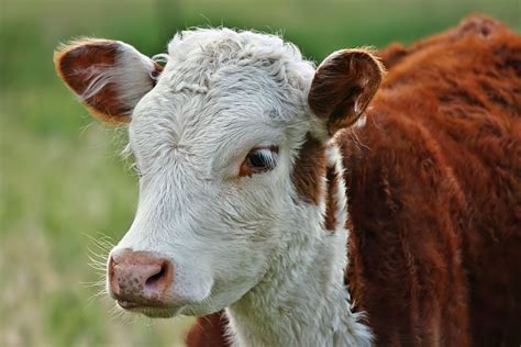 Super Cute Cow Hereford Cows Hereford Cattle Calves