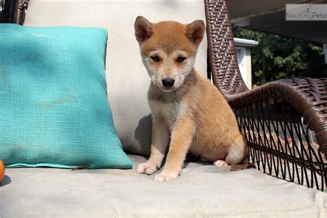 Shiba Inu Puppy For Sale Near Charlotte North Carolina 72b01505 Bbc1