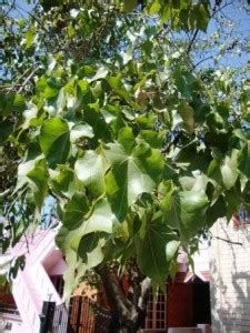 Thespesia Populnea Portia Tree Uses Dose Research