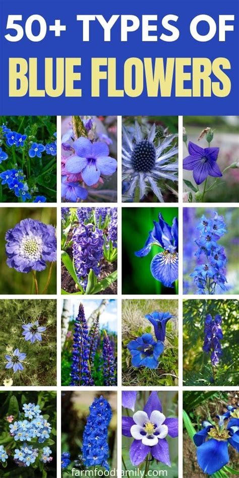 Blue Flowers With The Title Types Of Blue Flowers