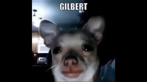 I Watched Gilbert Meme For One Hour Youtube