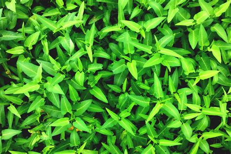 Free Images Lawn Leaf Flower Food Green Herb Produce Shrub Flowering Plant Grass