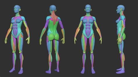 Artstation Simplified Anatomy Basemesh Pack Resources Art